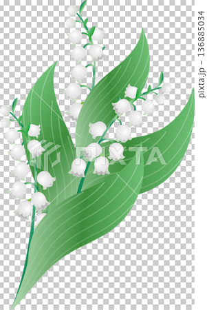 スズラン（鈴蘭）の花のイラスト。5月の花、植物、自然、ブライダル、結婚式、春、初夏、ボタニカル 136885034