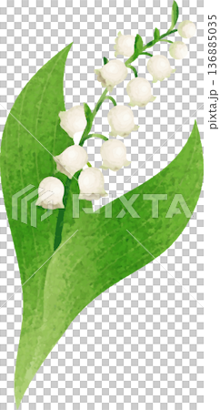 スズラン(鈴蘭)の花のイラスト。5月の花、植物、自然、ブライダル、結婚式、春、初夏、ボタニカル スズラン(鈴蘭)の花のイラスト。5月の花、植物、自然、ブライダル、結婚式、春、初夏、ボタニカル 136885035