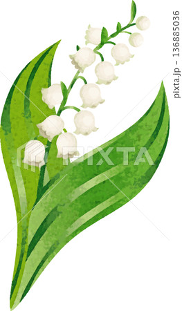 スズラン(鈴蘭)の花のイラスト。5月の花、植物、自然、ブライダル、結婚式、春、初夏、ボタニカル スズラン(鈴蘭)の花のイラスト。5月の花、植物、自然、ブライダル、結婚式、春、初夏、ボタニカル 136885036