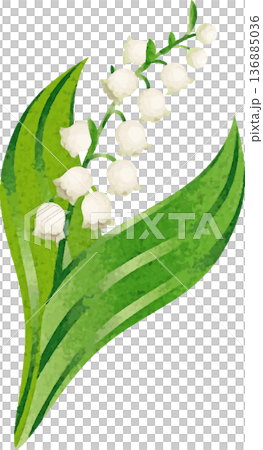 スズラン(鈴蘭)の花のイラスト。5月の花、植物、自然、ブライダル、結婚式、春、初夏、ボタニカル スズラン(鈴蘭)の花のイラスト。5月の花、植物、自然、ブライダル、結婚式、春、初夏、ボタニカル 136885036