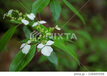 ガクウツギ 136885098