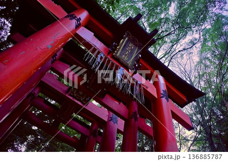 朝の静けさの中に佇む千本鳥居 朝の静けさの中に佇む千本鳥居 136885787