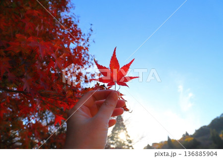 もみじの葉をつかむ手 紅葉の木 青空 もみじの葉をつかむ手 紅葉の木 青空 136885904