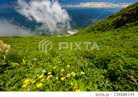 鳥海山・外輪山の高山植物と雲湧く山並み 鳥海山・外輪山の高山植物と雲湧く山並み 136886144