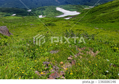 鳥海山・外輪山の花畑と心字雪の雪渓 鳥海山・外輪山の花畑と心字雪の雪渓 136886146