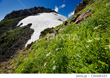 鳥海山・新山山頂と外輪山の高山植物群落 鳥海山・新山山頂と外輪山の高山植物群落 136886165