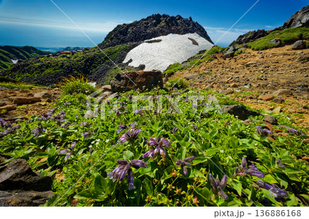 鳥海山・外輪山の高山植物と新山山頂 鳥海山・外輪山の高山植物と新山山頂 136886168