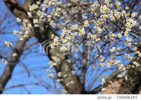 冬の公園に咲く白い梅の花 136886265