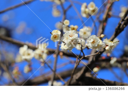 冬の公園に咲く白い梅の花 136886266