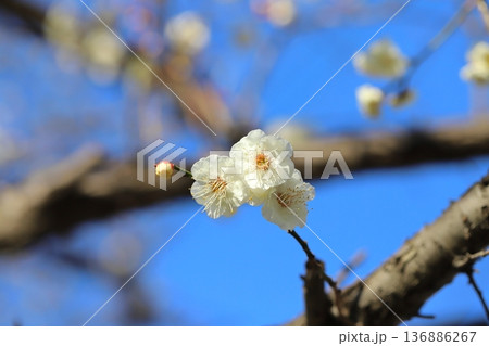 冬の公園に咲く白い梅の花 136886267