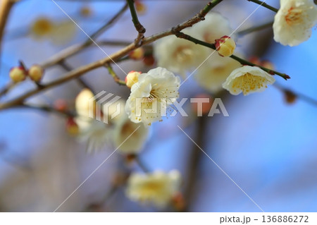 冬の公園に咲く白い梅の花 136886272