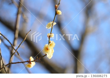 冬の公園に咲く白い梅の花 136886273