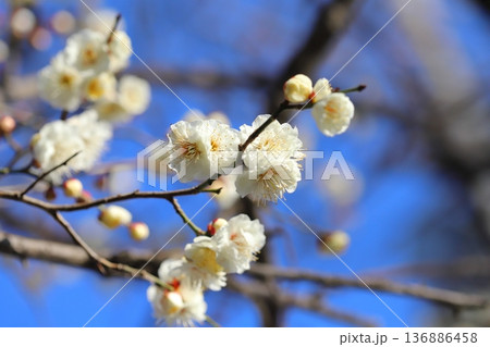 冬の公園に咲く白い梅の花 136886458