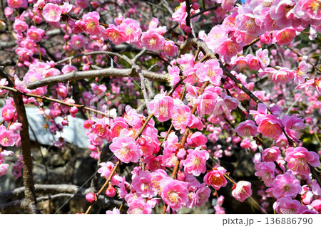 梅の花 梅の花 136886790