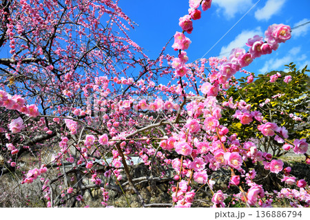 梅の花 136886794