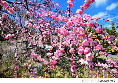 梅の花 梅の花 136886795