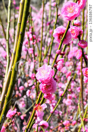 梅の花 136886797