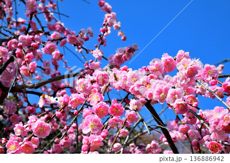 梅の花とミツバチ 136886942