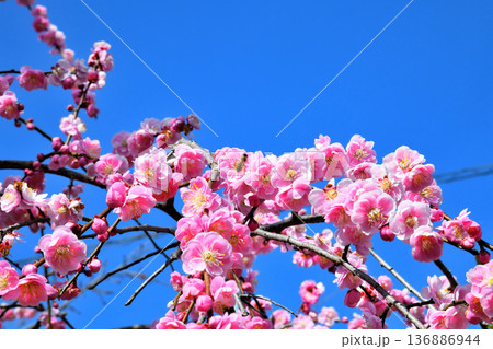 梅の花とミツバチ 梅の花とミツバチ 136886944