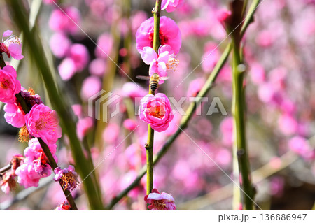 梅の花とミツバチ 梅の花とミツバチ 136886947