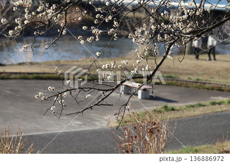 冬の川沿いにある公園に咲く白い梅の花 冬の川沿いにある公園に咲く白い梅の花 136886972