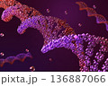 Biotechnology realistic Red DNA Strand Scientific visualization Animation. Dark Laboratory Background 136887066