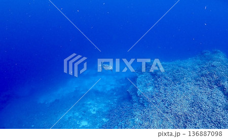沖縄県西表島周辺のカラフルな珊瑚礁の海を泳ぐウミガメ 136887098