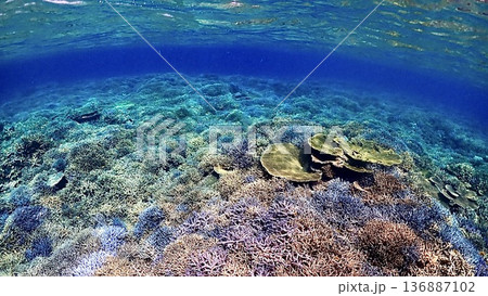 沖縄県西表島周辺のカラフルな珊瑚礁の海の風景 沖縄県西表島周辺のカラフルな珊瑚礁の海の風景 136887102