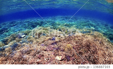 沖縄県西表島周辺のカラフルな珊瑚礁の海の風景 沖縄県西表島周辺のカラフルな珊瑚礁の海の風景 136887103