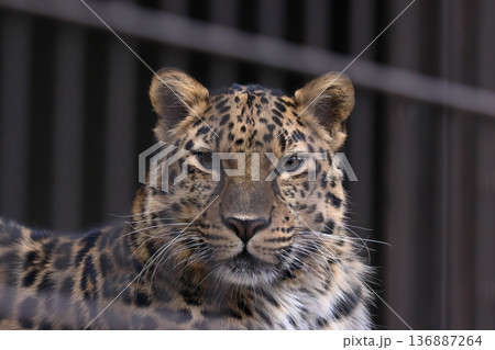 アムールヒョウ 136887264