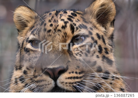 アムールヒョウ 136887265