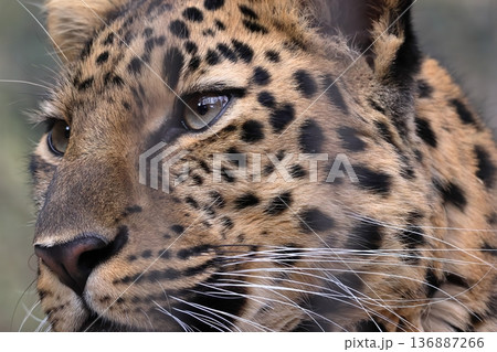 アムールヒョウ 136887266