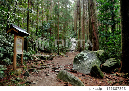 馬越峠への石畳道(夜泣き地蔵付近) 【三重県紀北町】 馬越峠への石畳道(夜泣き地蔵付近) 【三重県紀北町】 136887268