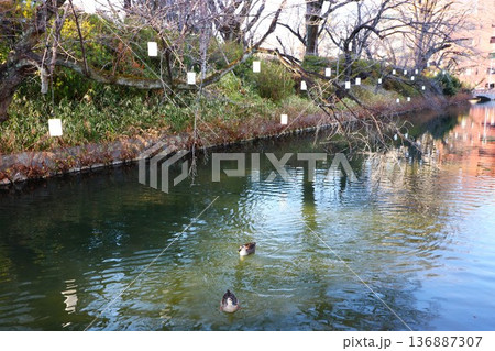 高崎城三の丸のお堀 136887307