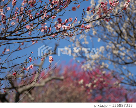 紅梅と白梅が重なり合う春のぼかし風景　青空背景 136887315