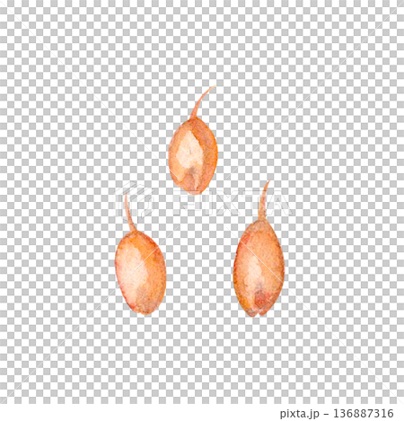 Golden wheat grains watercolor isolated on white background. Natural cereal ingredient perfect for bakery branding, flour packaging, food labels, organic products, menu design, baking themes. Hand 136887316