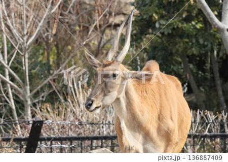 エランド 136887409