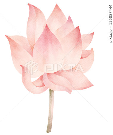 Pink Lotus Flower Watercolor Illustration 136887444