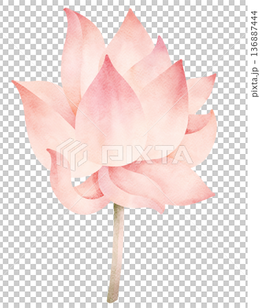 Pink Lotus Flower Watercolor Illustration 136887444