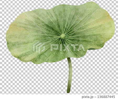 Watercolor Lotus Leaf Illustration 136887445