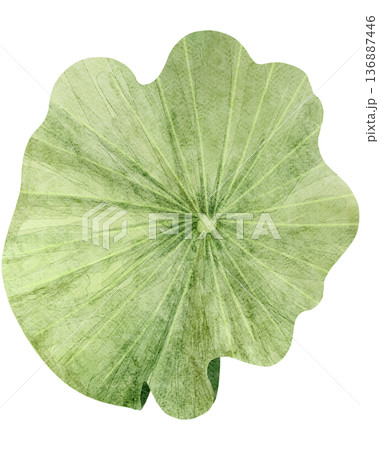 Top View Of Green Lotus Leaf 136887446