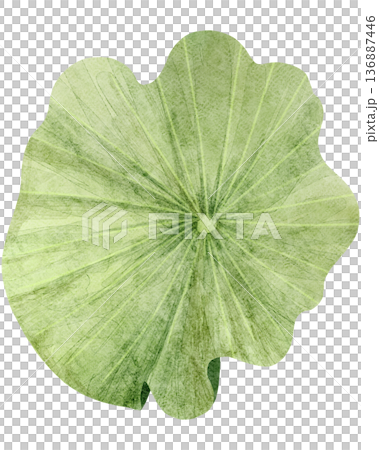Top View Of Green Lotus Leaf 136887446