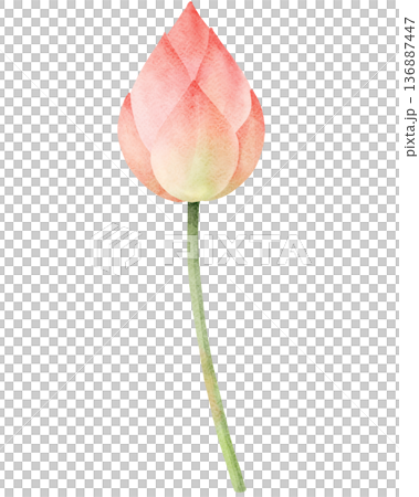 Watercolor Lotus Flower Bud 136887447