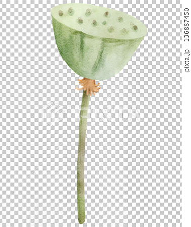 Watercolor Lotus Seed Pod Illustration 136887450