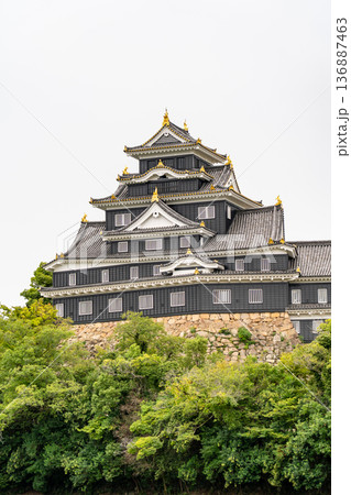 後楽園の旭川から見る岡山城(国指定の史跡 別名:烏城、金烏城)天守(外観復元) 後楽園の旭川から見る岡山城(国指定の史跡 別名:烏城、金烏城)天守(外観復元) 136887463