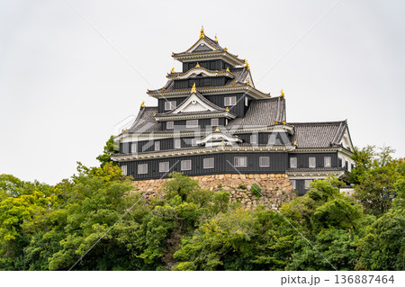 後楽園の旭川から見る岡山城（国指定の史跡　別名：烏城、金烏城）天守（外観復元） 136887464