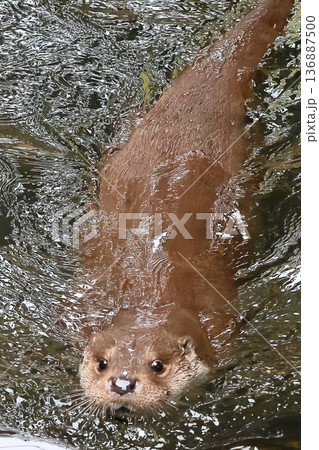カワウソ カワウソ 136887500
