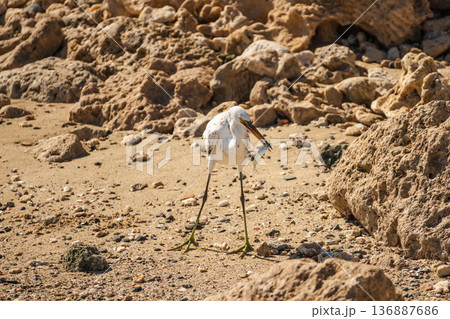 White egret holding small fish on sandy rocky shore in Egypt, coastal bird hunting in natural marine environment White egret holding small fish on sandy rocky shore in Egypt, coastal bird hunting in natural marine environment 136887686