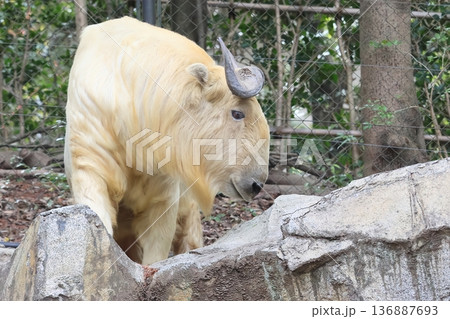 ゴールデンターキン 136887693