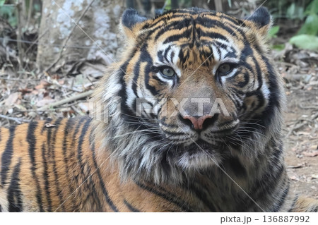 スマトラトラ 136887992
